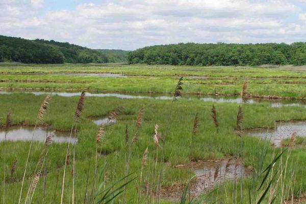 saltmarsh