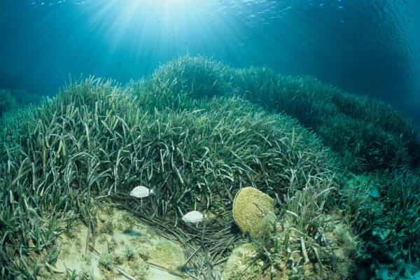 Posidonia meadow